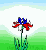 Red, white and blue flower
