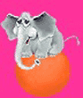 Elephant bouncing on a ball