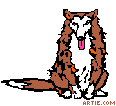 Collie wagging tail (GIF)